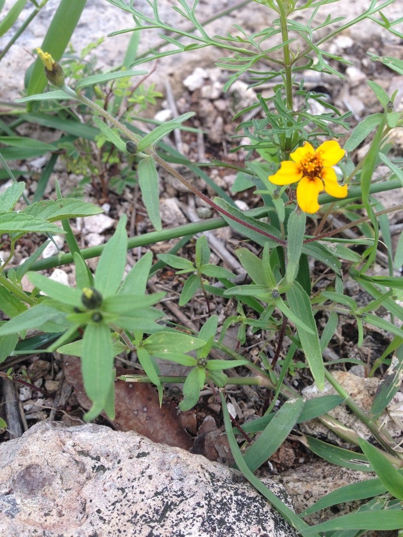 Zinnia tenella photo 3
