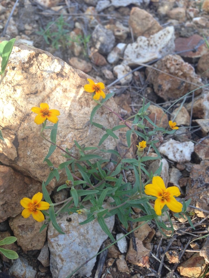 Zinnia tenella photo 4