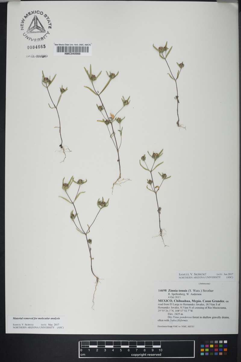 Zinnia tenuis