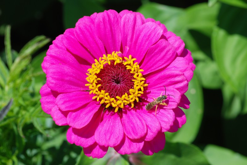 Elegant Zinnia photo 2