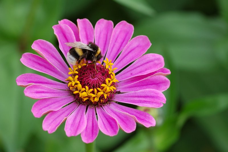 Elegant Zinnia photo 3