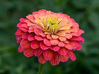 Elegant Zinnia