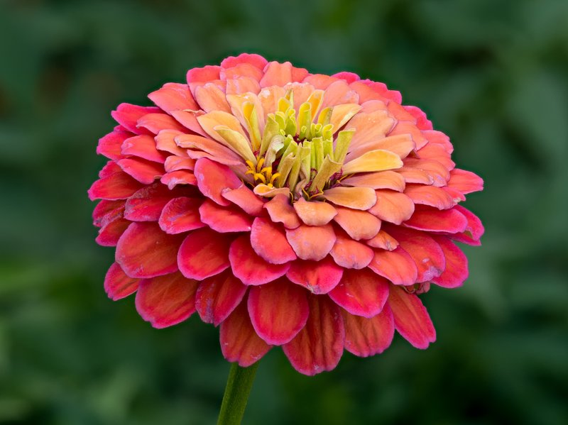 Elegant Zinnia