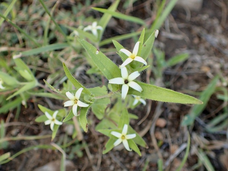 Zinnia zinnioides