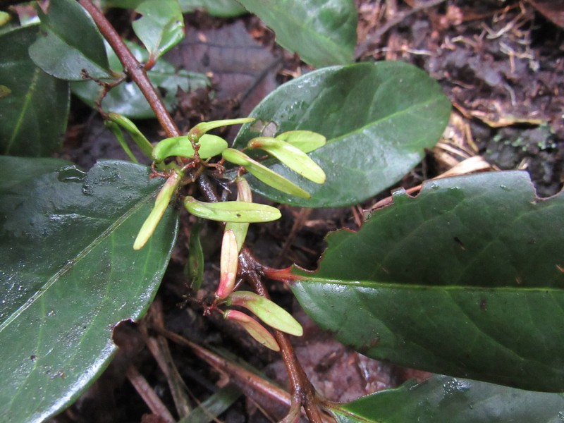 Zinowiewia sebastianii photo 5