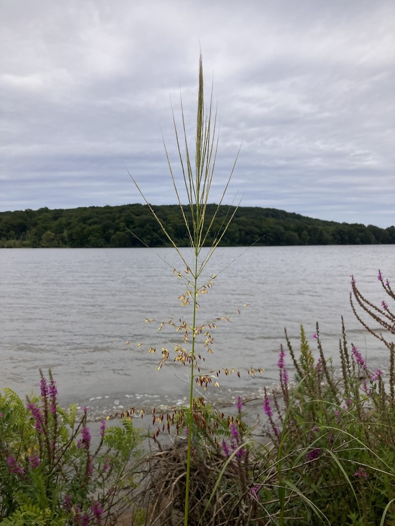 Annual Wildrice photo 3