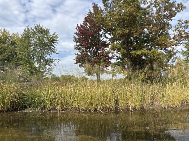 Annual Wildrice photo 5