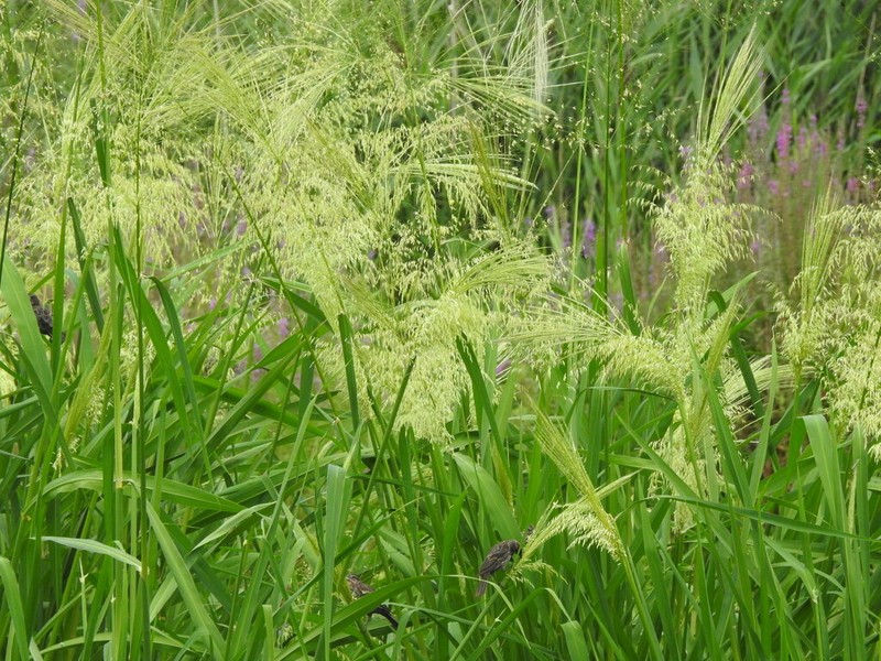 Annual Wildrice photo 6