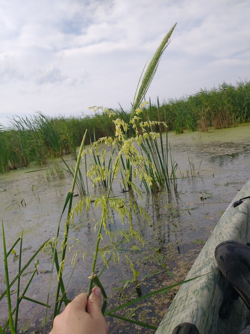 Annual Wildrice photo 7