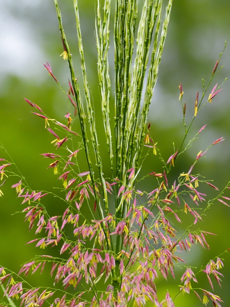 Annual Wildrice photo 8