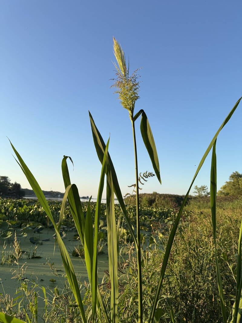 Zizania aquatica var. aquatica