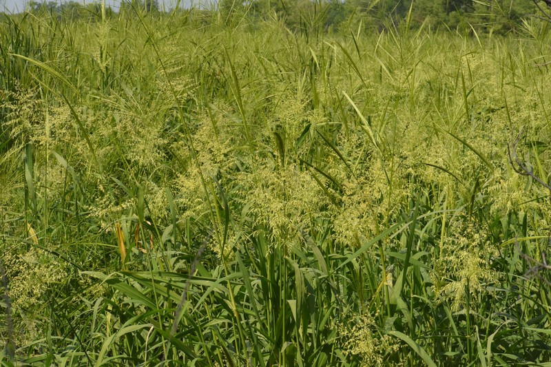 Zizania aquatica var. aquatica photo 2