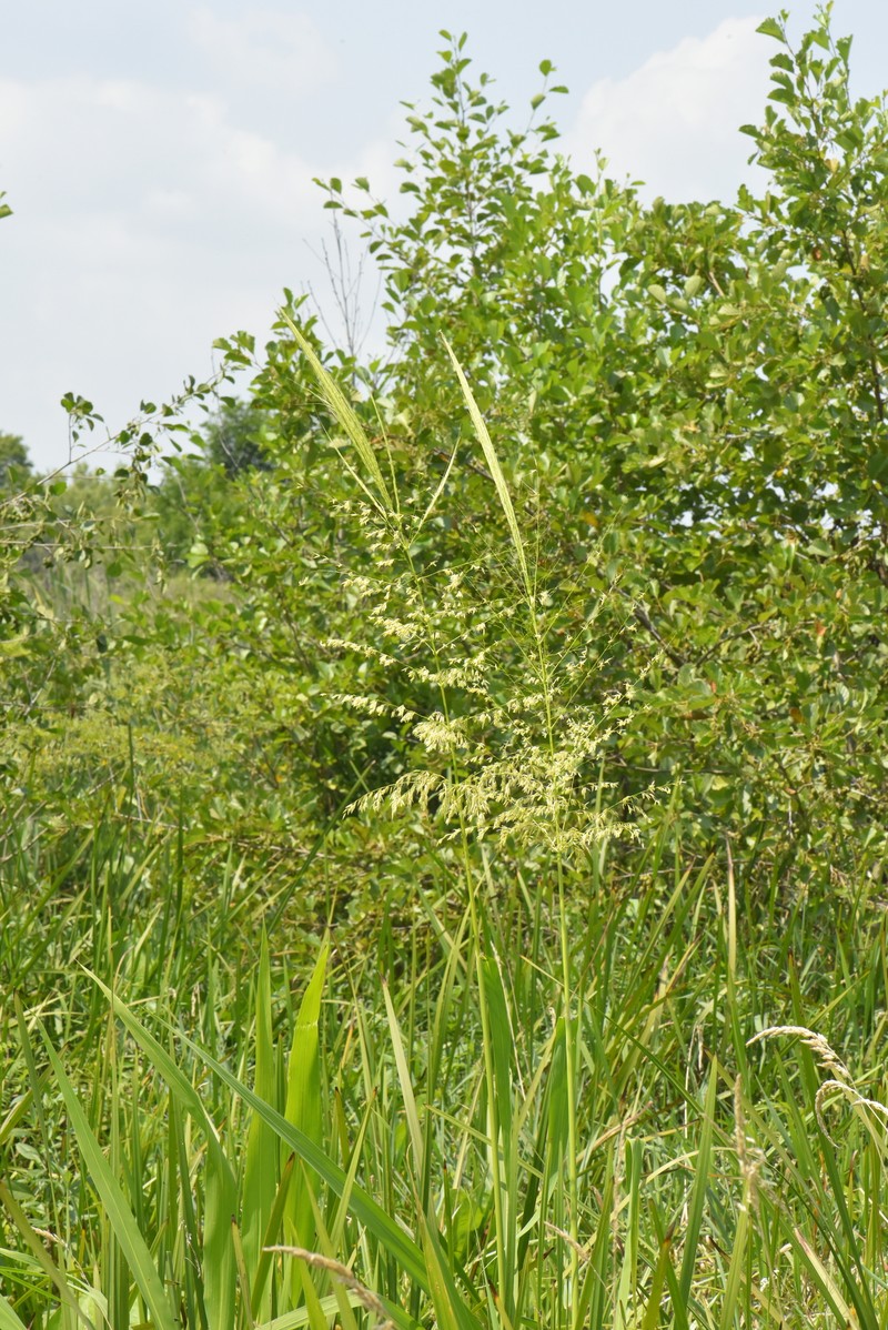 Zizania aquatica var. aquatica photo 3