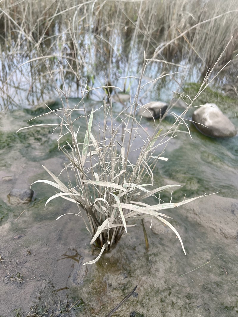 Zizania aquatica var. aquatica photo 7