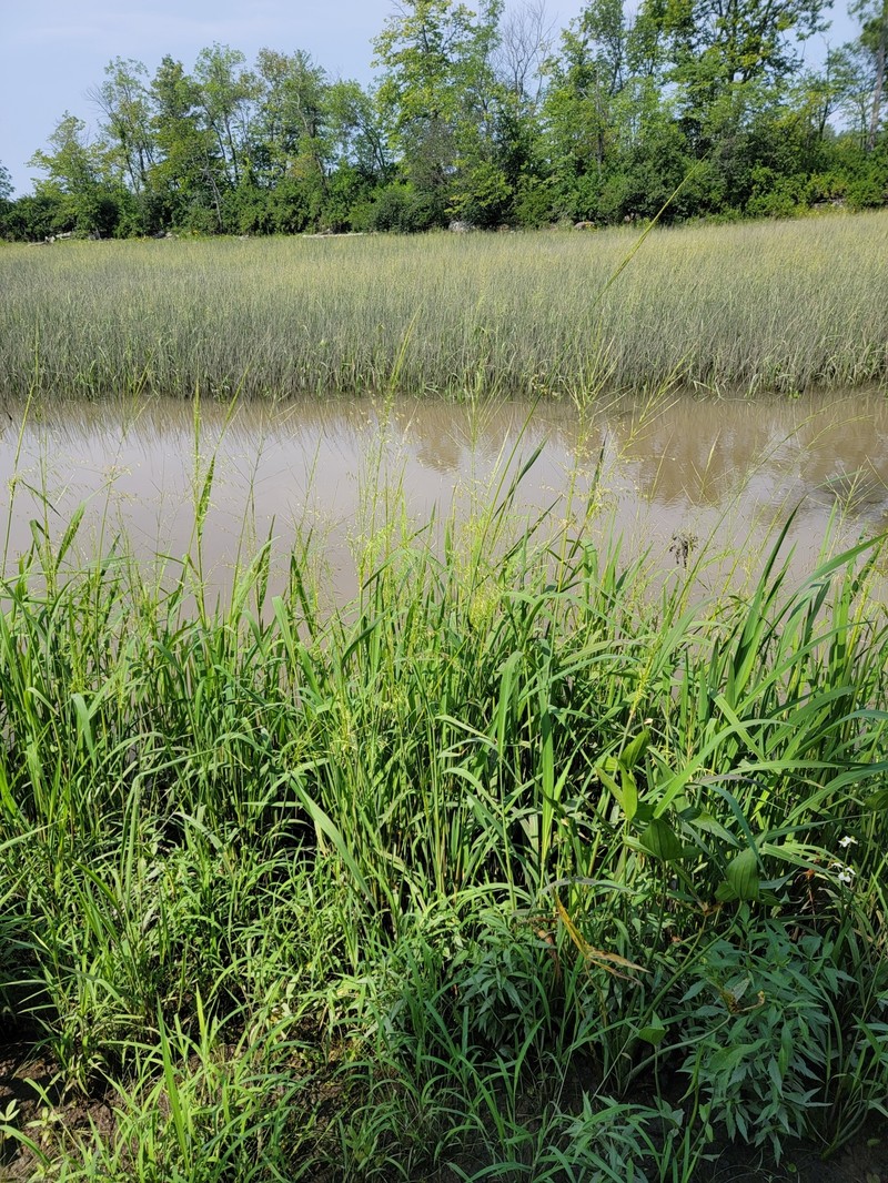 Zizania aquatica var. aquatica photo 8