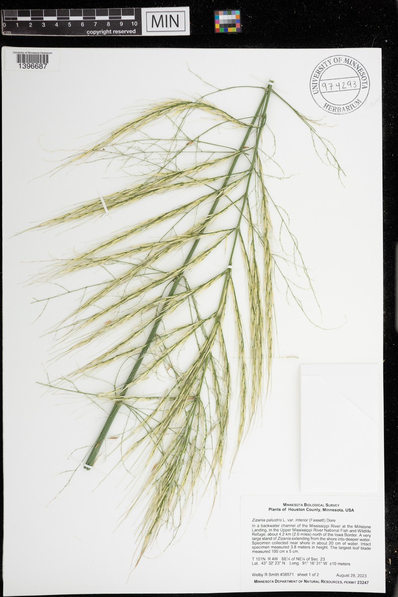 Zizania aquatica var. interior photo 3