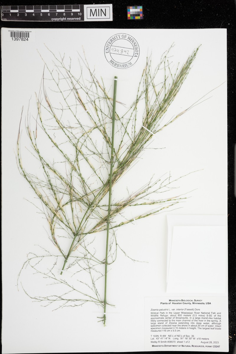 Zizania aquatica var. interior photo 5