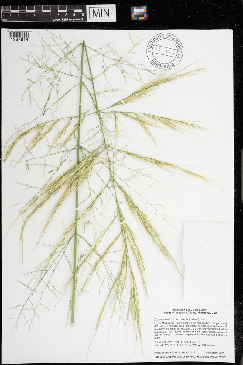 Zizania aquatica var. interior photo 6