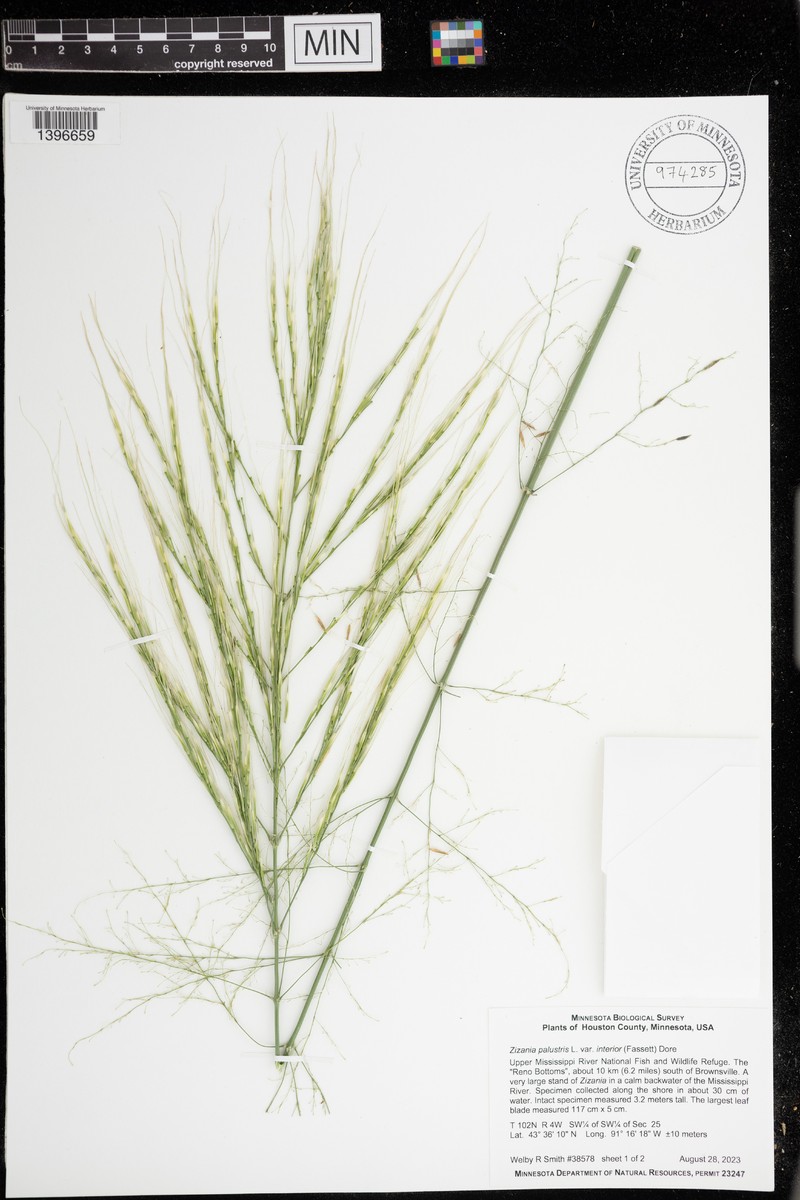 Zizania aquatica var. interior photo 7