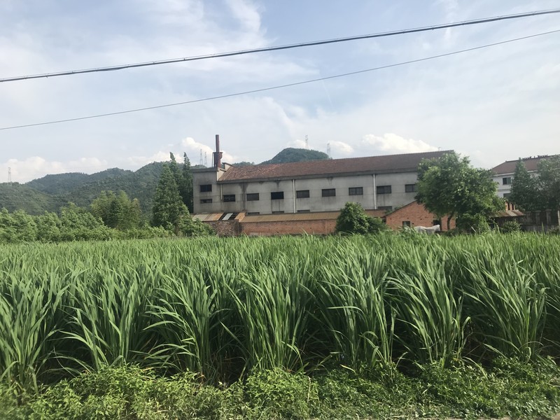 Manchurian Wildrice photo 4