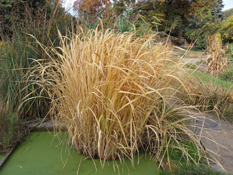 Manchurian Wildrice photo 7
