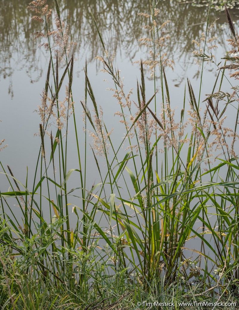 Northern Wildrice photo 2