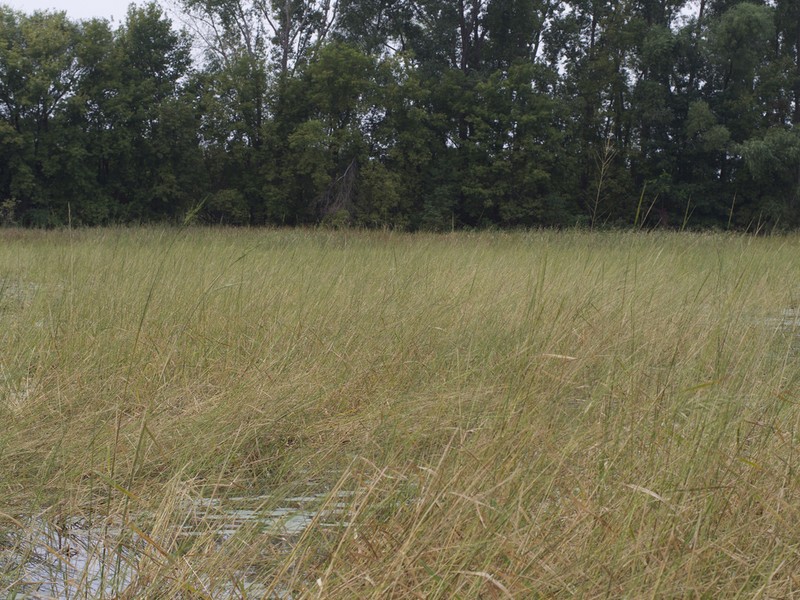 Northern Wildrice photo 3