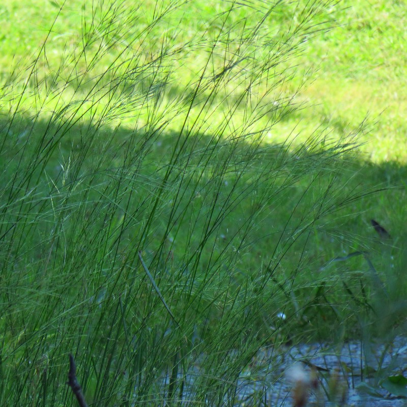 Northern Wildrice photo 4