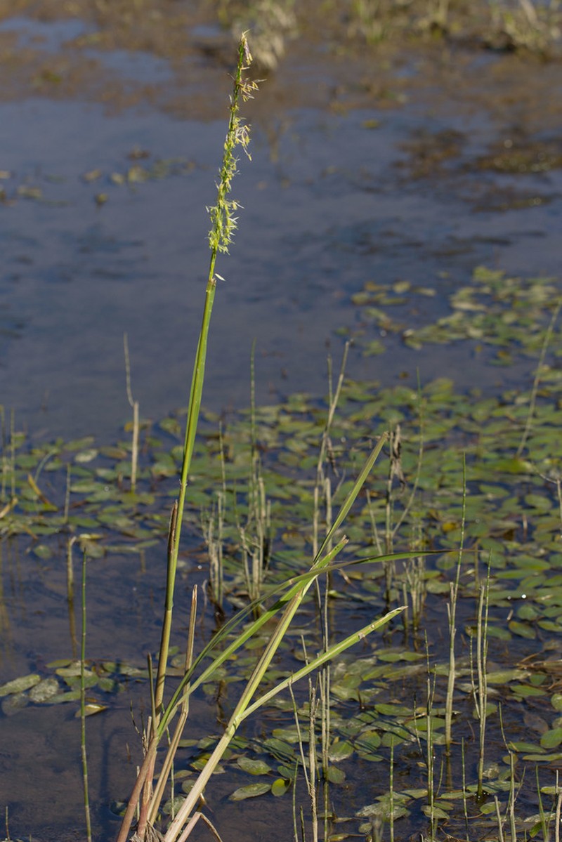 Northern Wildrice photo 5