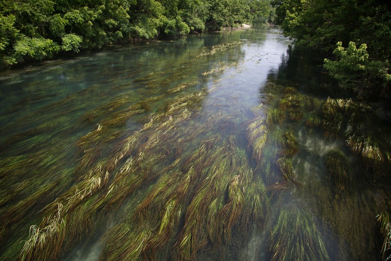 Texas Wildrice photo 4