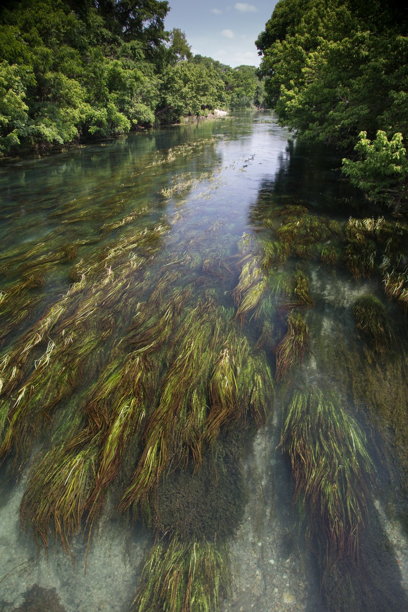 Texas Wildrice photo 5
