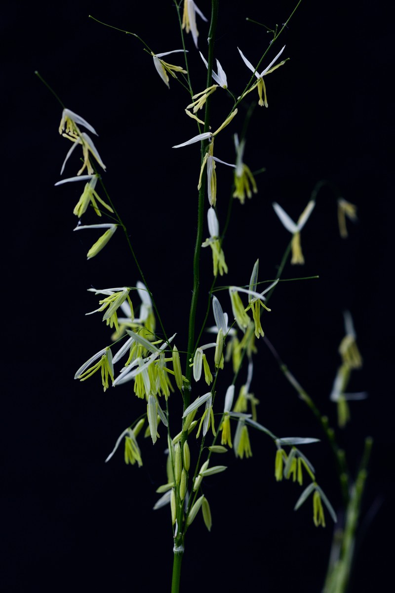 Texas Wildrice photo 2