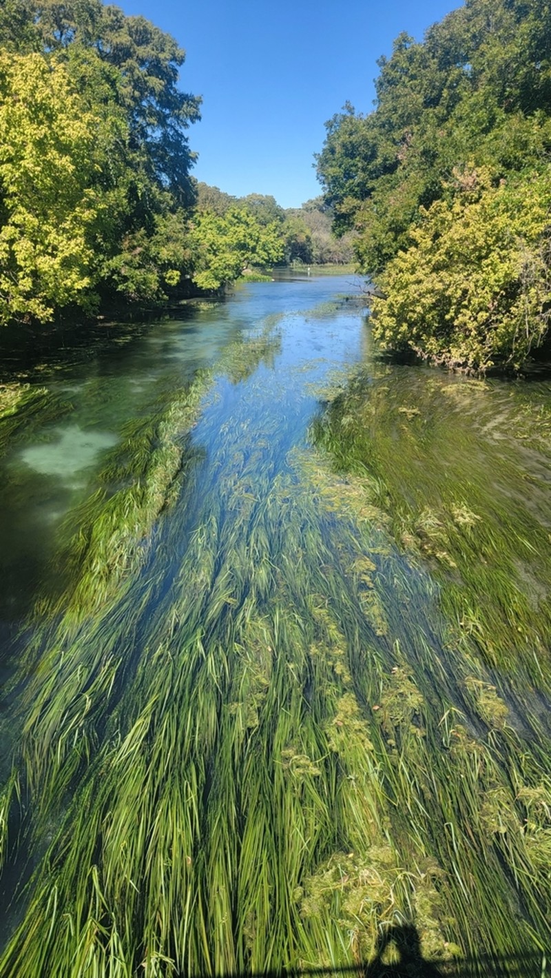 Texas Wildrice photo 3