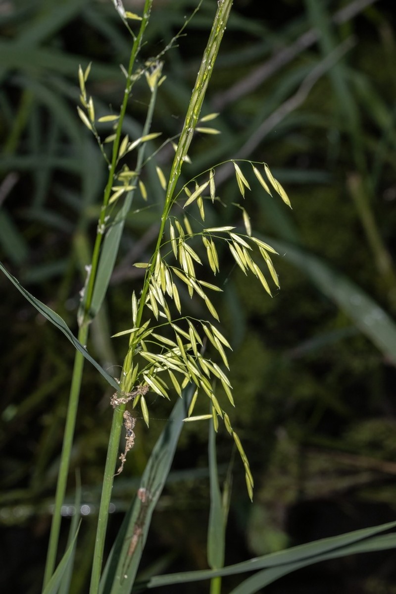 Texas Wildrice photo 4