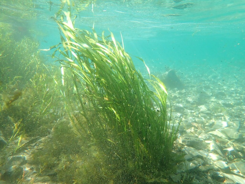 Texas Wildrice photo 6