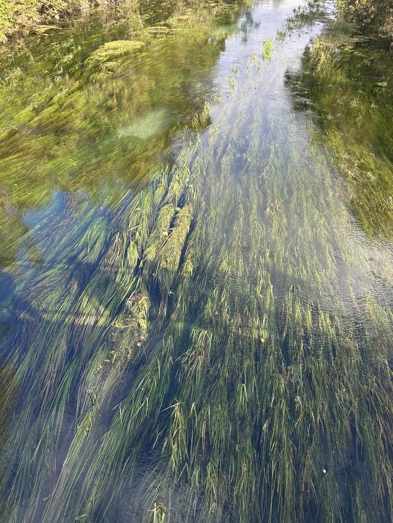 Texas Wildrice photo 7