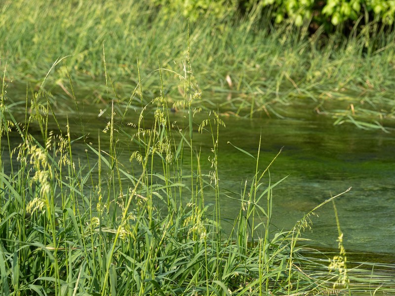 Texas Wildrice photo 8