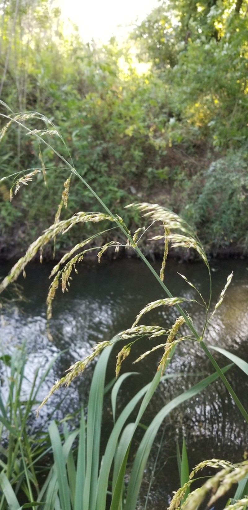 Giant Cutgrass photo 3