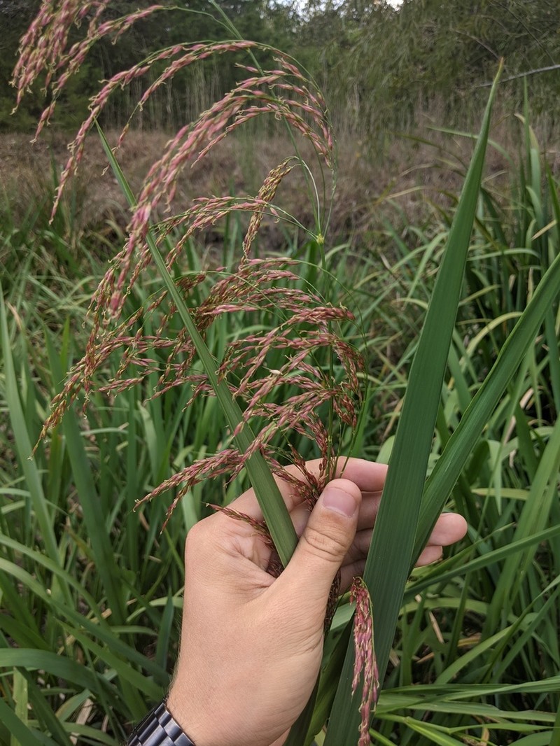 Giant Cutgrass photo 4