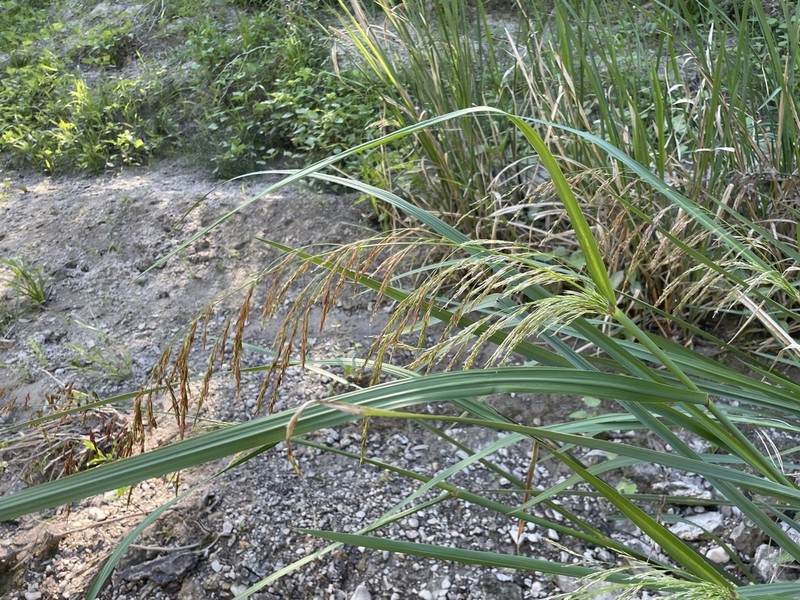Giant Cutgrass photo 5