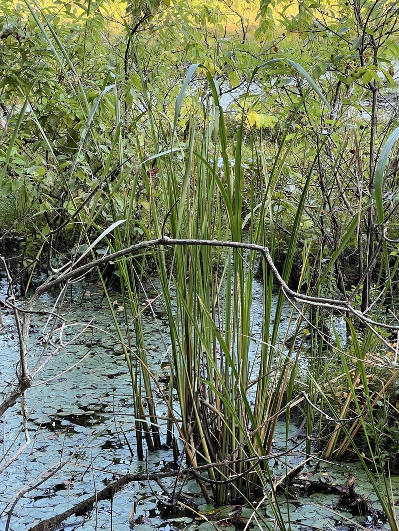 Giant Cutgrass photo 6