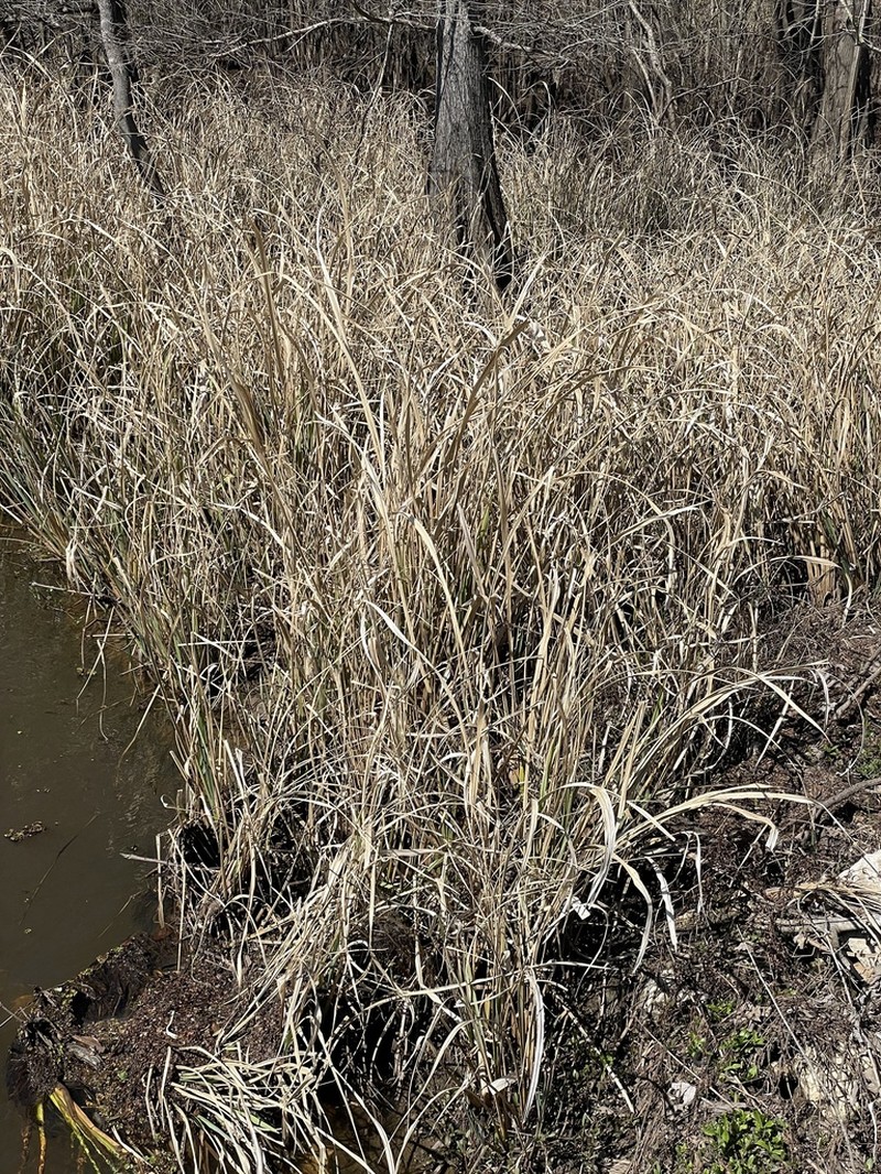 Giant Cutgrass photo 7