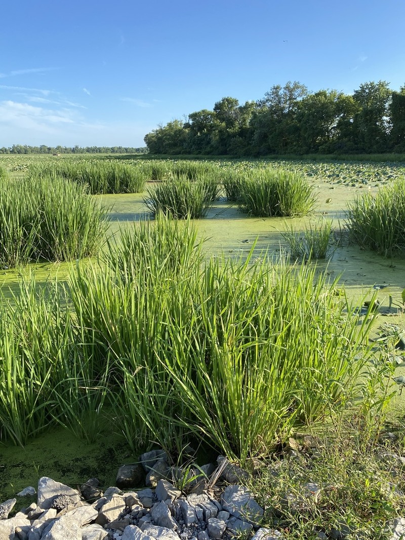 Giant Cutgrass photo 8