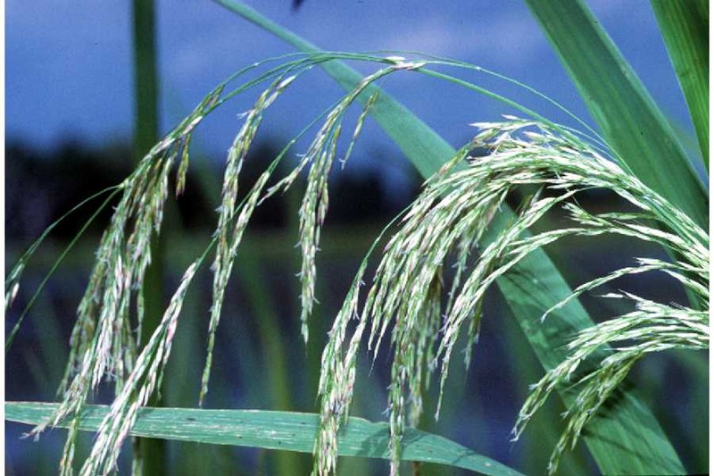 Giant Cutgrass