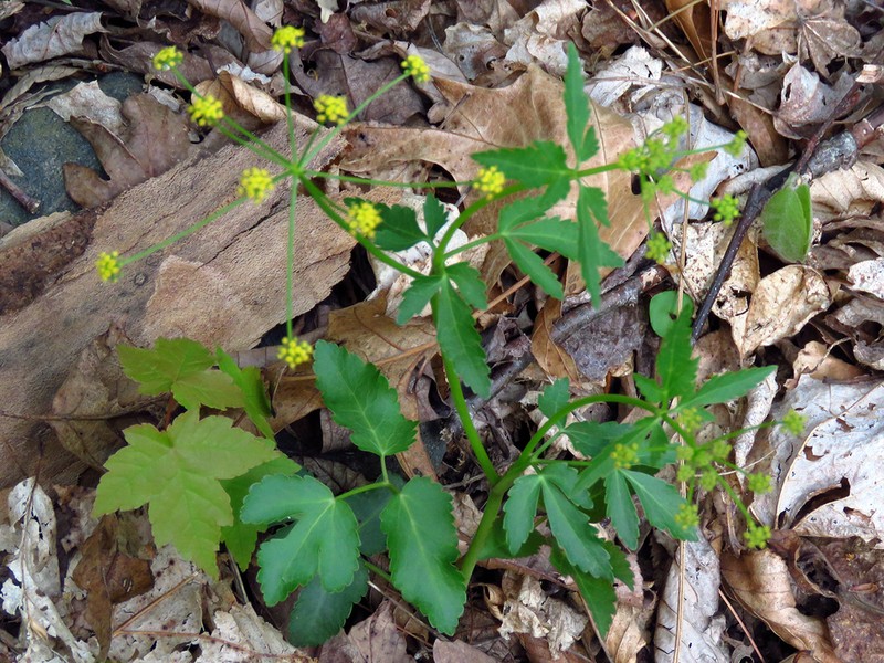 Meadow Alexanders photo 2