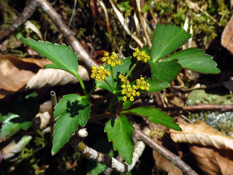 Meadow Alexanders photo 3