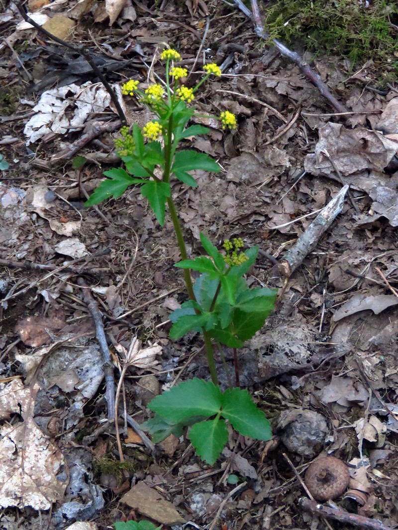 Meadow Alexanders photo 4