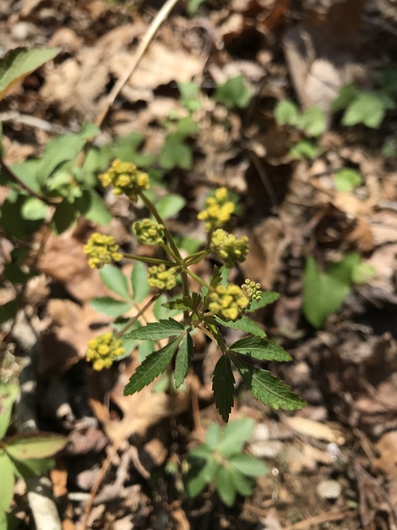 Meadow Alexanders photo 5