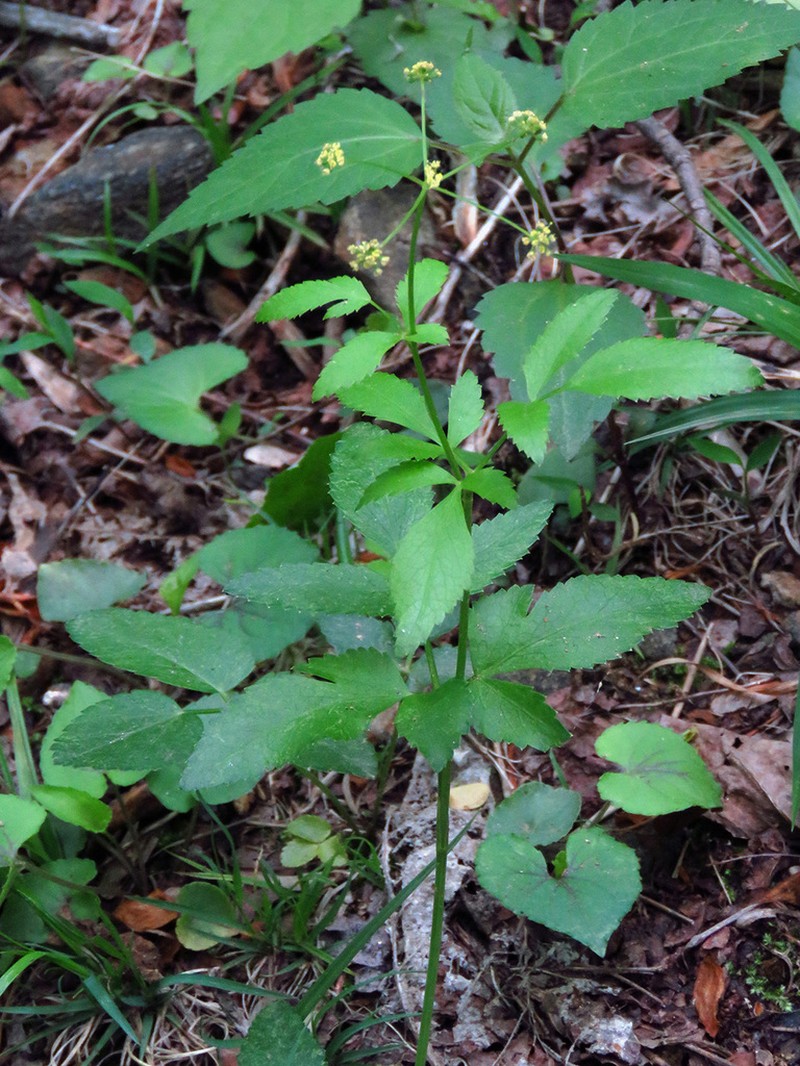 Meadow Alexanders photo 6