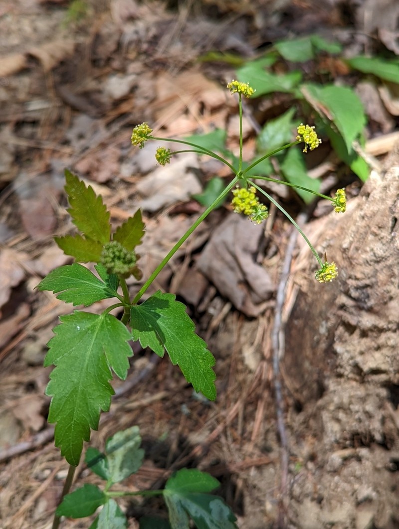 Meadow Alexanders photo 8